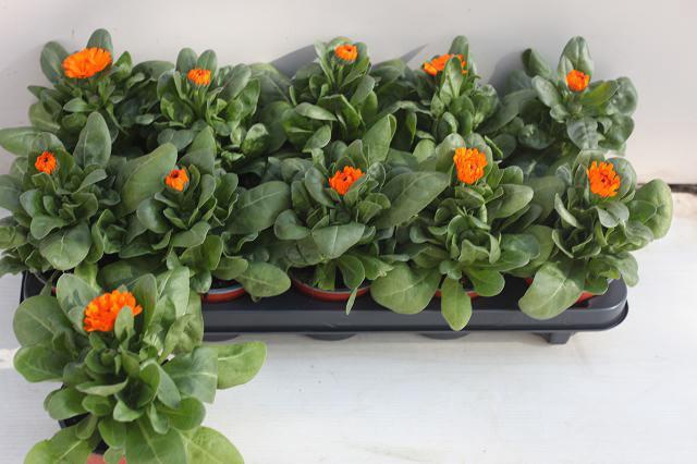 <h4>CALENDUL OFFICINALIS</h4>