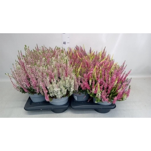 Calluna vulg. 'Beauty L Starl' ..mx