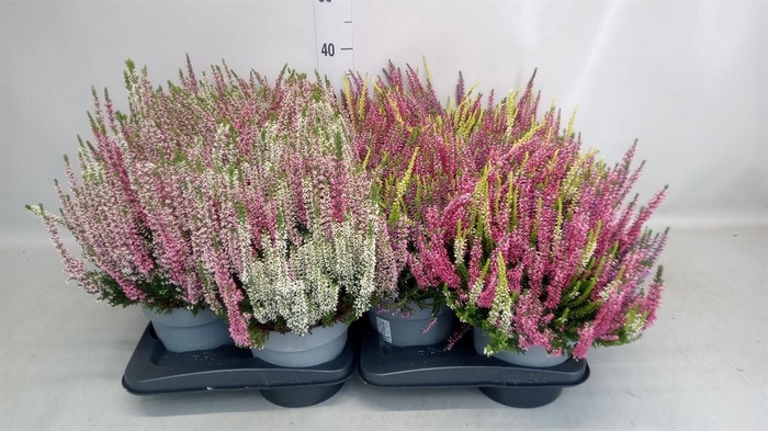 Calluna vulg. 'Beauty L Starl' ..mx