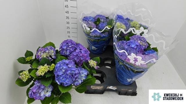 <h4>HYDR M BLAUER ZWERG</h4>