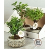 Bonsai Gem