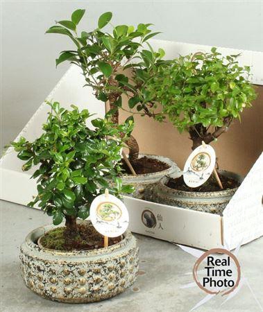 Bonsai Gem