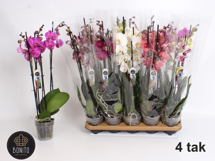 <h4>PHAL GEM 6 KL</h4>