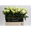 Paeonia Ivory Victory