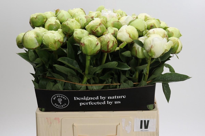 Paeonia Ivory Victory