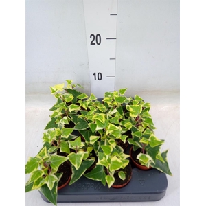 Senecio macro. 'Variegatus'