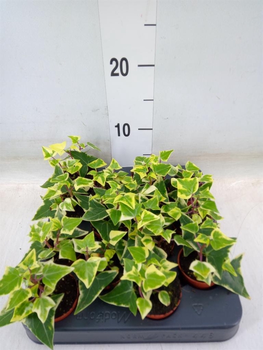 <h4>Senecio macro. 'Variegatus'</h4>