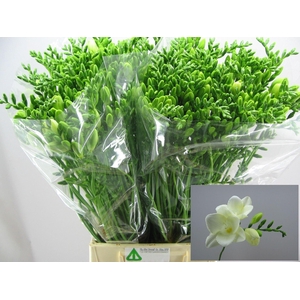Freesia enk Corvette
