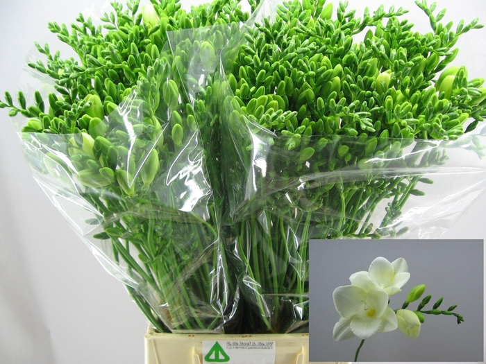 <h4>Freesia enk Corvette</h4>