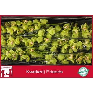 CYMB T OVATI EMERALD