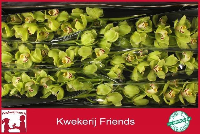 <h4>CYMB T OVATI EMERALD</h4>