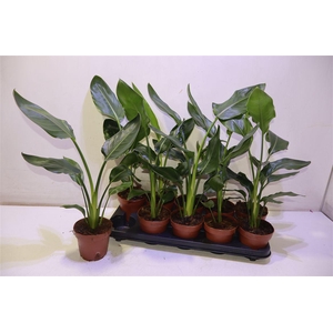 Strelitzia Niet Bloeiend
