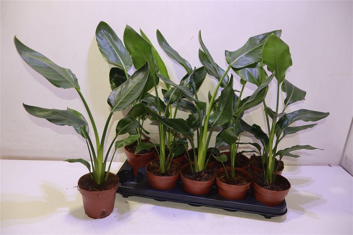 <h4>Strelitzia Niet Bloeiend</h4>