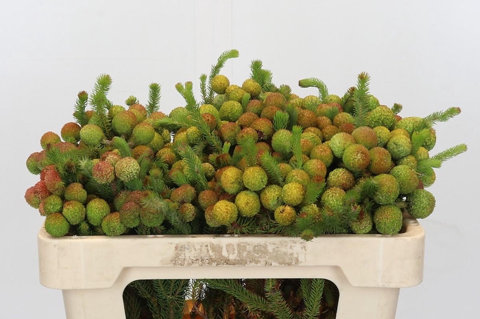 <h4>Cape Green Baubles</h4>