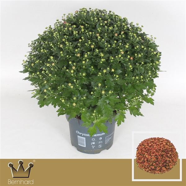 <h4>Chrysanthemum P19 Jasoda Dark Orange</h4>