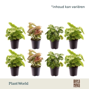 Syngonium Mix