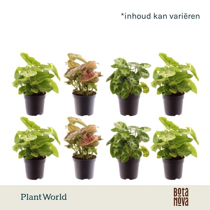 <h4>Syngonium Mix</h4>