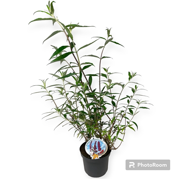 Buddleja dav. Black Knight 50-60 P19