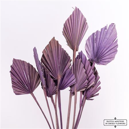 <h4>Dried Palm Spear 10pc Milka Bunch</h4>