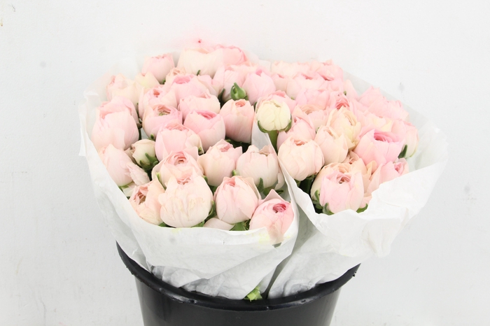 <h4>RAN SUCCES VENERE</h4>