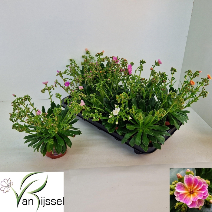 <h4>LEWI MOU DREAMS GEM</h4>