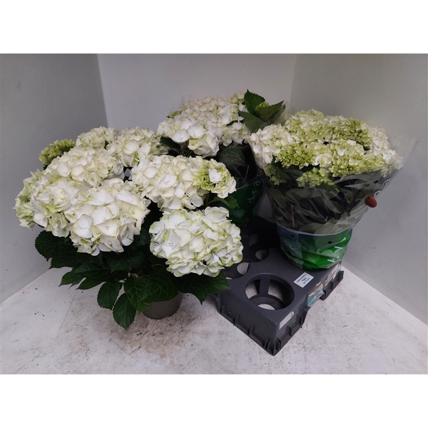 <h4>Hydrangea wit</h4>