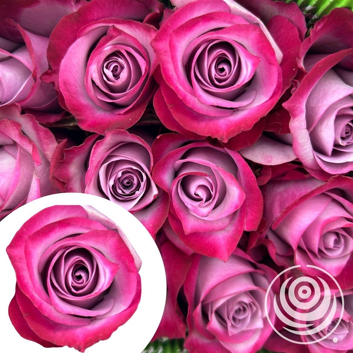 <h4>R Eq Deep Purple</h4>