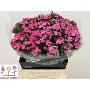 Di Barb Sweet Will Pink