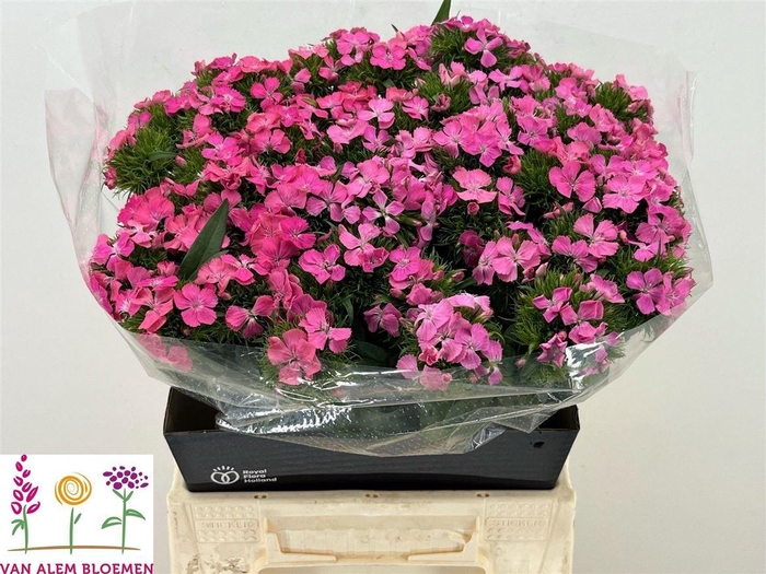 <h4>Di Barb Sweet Will Pink</h4>