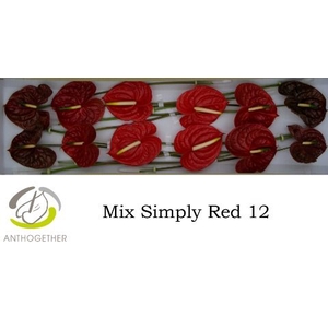 Anth A Simply Red 13 cm X12 Spek Flowers