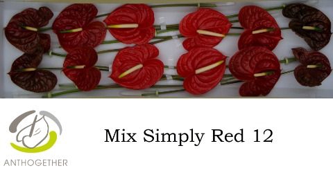 <h4>Anth A Simply Red 13 cm X12 Spek Flowers</h4>