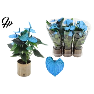 Anthurium 12 cm Make-Upz Blue in PURE Juliette Goldbronze ceramics