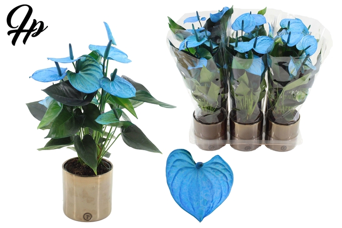 <h4>Anthurium 12 cm Make-Upz Blue in PURE Juliette Goldbronze ceramics</h4>