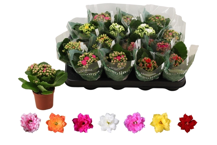 <h4>arr8 Kal Ge Ro Gem 6 Kl</h4>