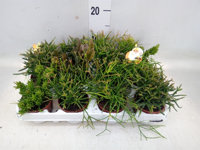 <h4>Rhipsalis   ...mix</h4>