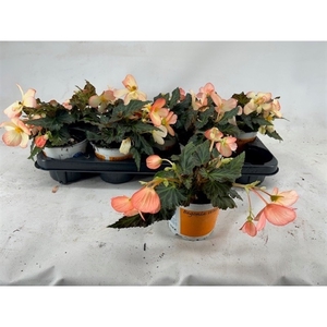 Begonia Waterfall soft orange