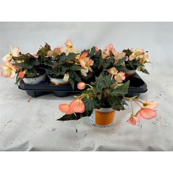 <h4>Begonia Waterfall soft orange</h4>