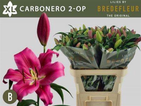 <h4>Li Ot Carbonero</h4>