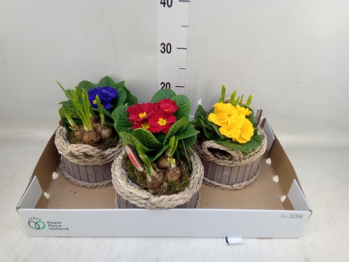 <h4>Arr. Tuinplanten L%</h4>