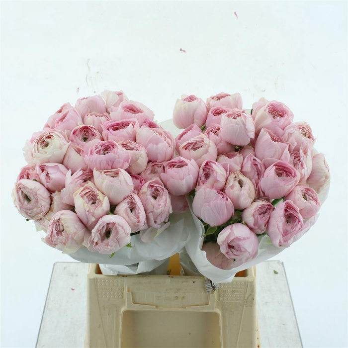 <h4>Ran Su Favola Extra</h4>