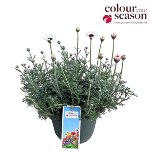 Rhodanthemum 'Casablanca' P19
