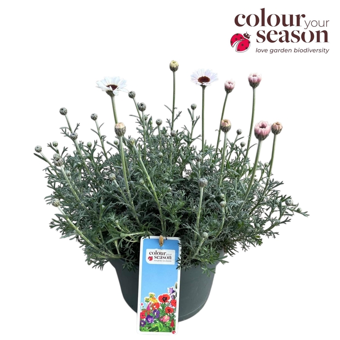 <h4>Rhodanthemum 'Casablanca' P19</h4>