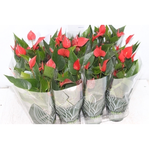 ANTHURIUM MINI MILLION PURE P09