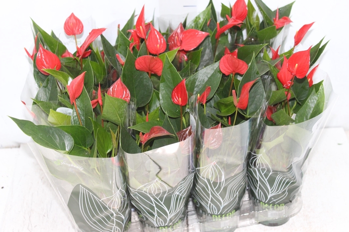 <h4>ANTHURIUM MINI MILLION PURE P09</h4>