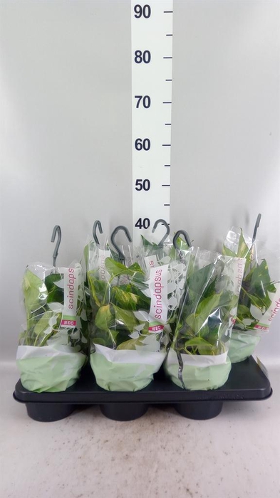 <h4>Epipremnum pinn. 'Aureum'</h4>