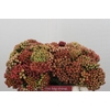 Kaaps Groen Red Brunia