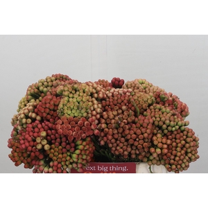 Kaaps Groen Red Brunia