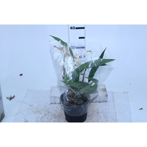 ORQUIDEA COELOGYNE CRISTATA P15