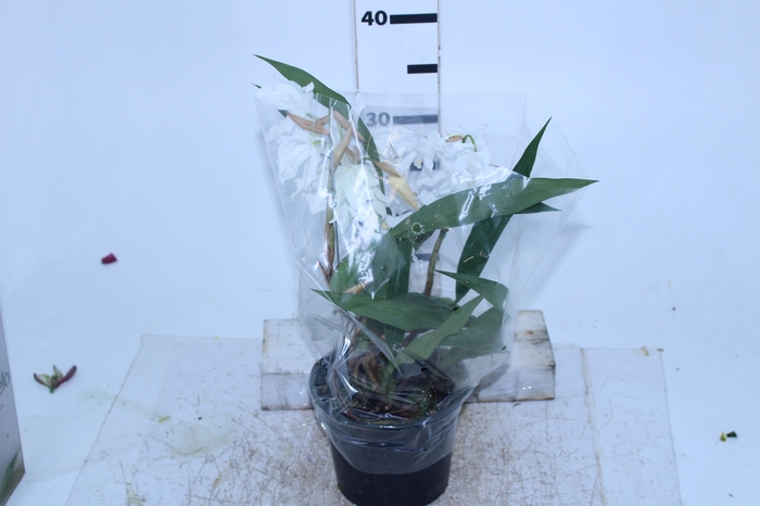 ORQUIDEA COELOGYNE CRISTATA P15