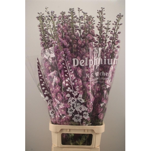 Delph El Dewi Rita